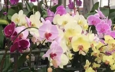  「尿素」尿素适合种哪些花