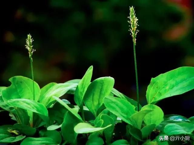  [拳头菜]每逢清明，思念骤起，这9种野菜做法，你最喜欢哪种呢？