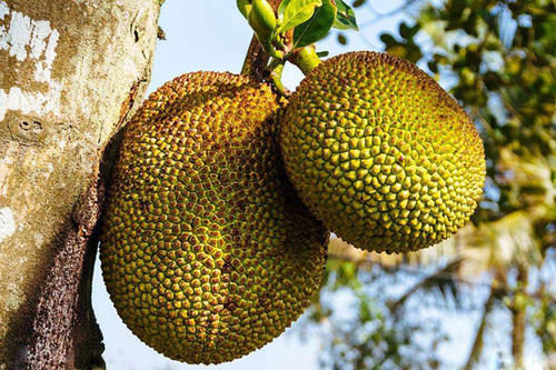  「挂果」怎样打理菠萝蜜才会结果？