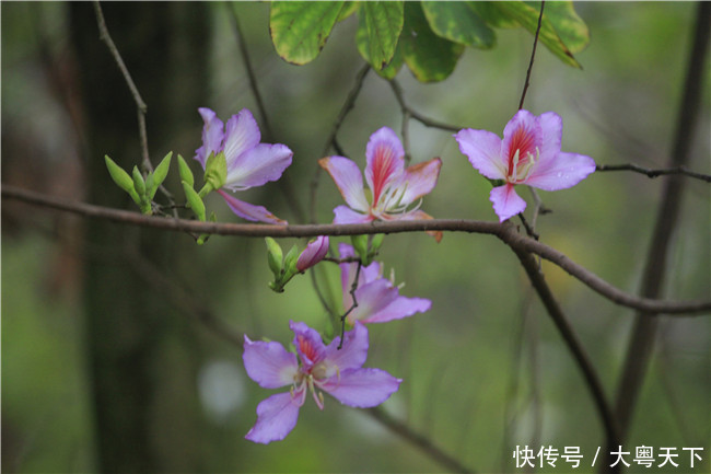 佛山南丹山宫粉紫荆绽放，满树和娇烂漫红，万枝丹彩灼春融