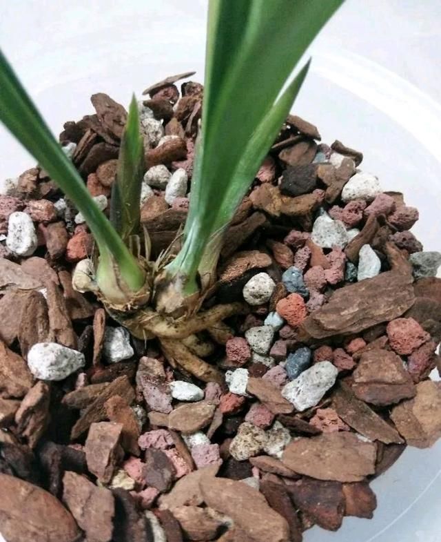  『花盆』兰花上盆才10天，透明花盆底部有水汽？赶快浇水，多通风保湿降温