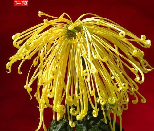  「飘垂」喜欢菊花，就养盆“菊中精品”盘龙金鹭，似金丝飘垂，秀雅清香