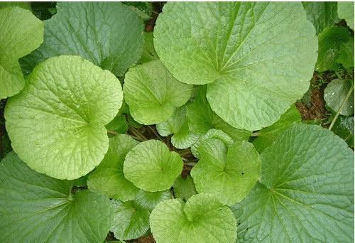  #价格非常#农村里的野草，卖到了300元一斤，堪称最贵蔬菜，农民