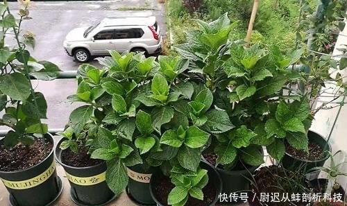 『绣球花』绣球花没花苞?晒太阳、给点肥,6月开出一个个漂亮大花球