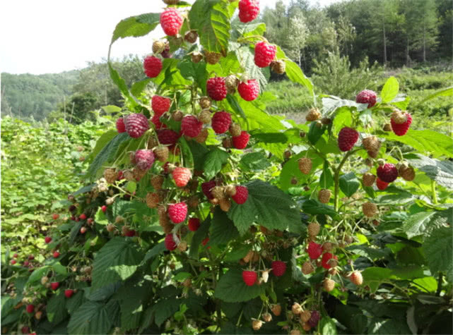 农村这野果，从前随处可见，枝条有刺惹人烦，如今有钱也难买到！