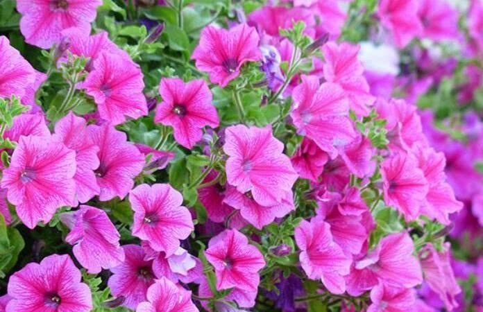 矮牵牛|“不怕晒”的5种花,越晒开的越旺,夏天来了养一盆吧!