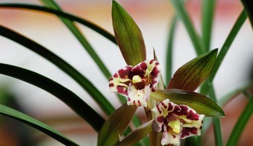  『情况』兰花出现这种情况要注意了，赶紧换个盆，否则没多久就剩个空盆！