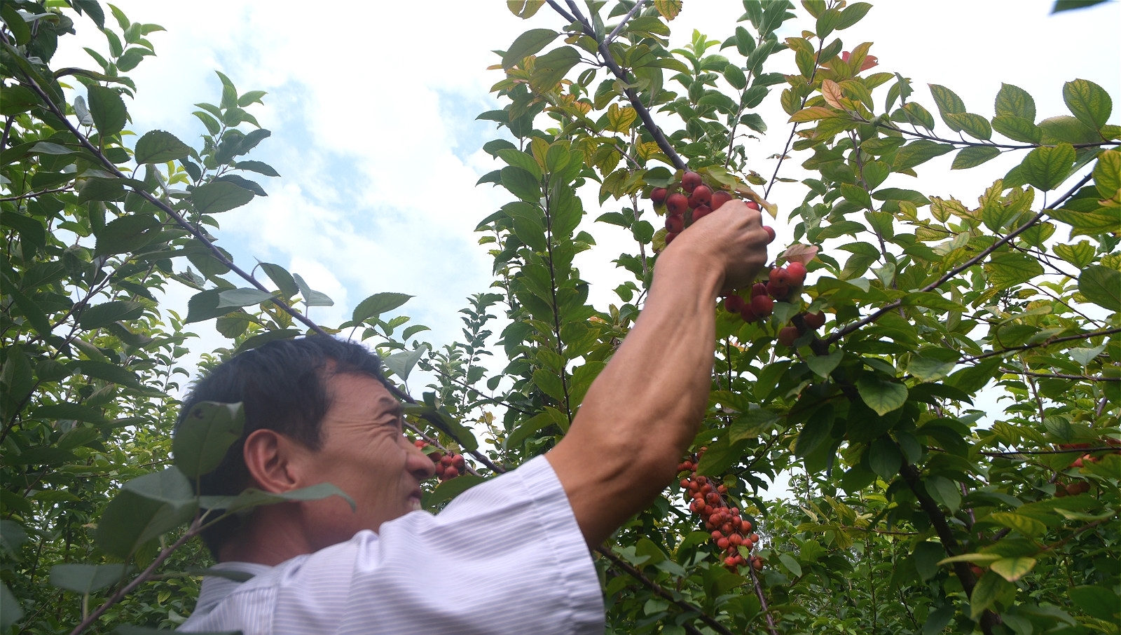 农村人种植漂亮的树，花可观赏，果子可以吃，愁于没有销路