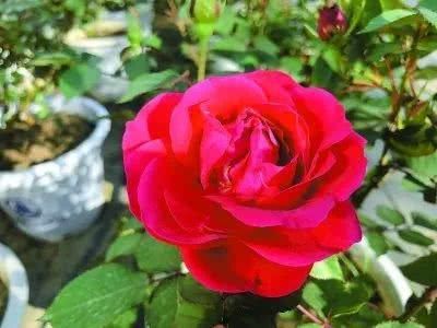  【究竟】被中国70多个城市选为市花的月季，究竟有怎样的魅力？