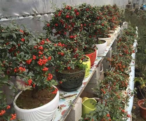 『山上』在山上,“1种草”紧贴石头生长,人称“石苇”,价值高,请保护