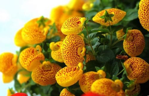 『富贵』喜欢养花,不如养盆荷包花,花开似荷包,寓意富贵吉祥,艳丽多姿