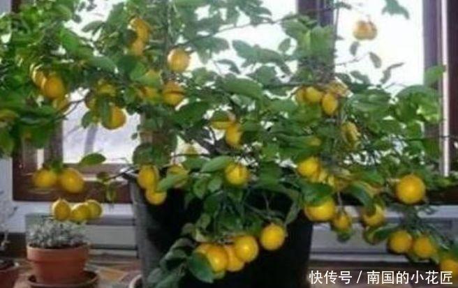 【家里】春天家里养此款花,花期长花量大,剪个枝插土里就活