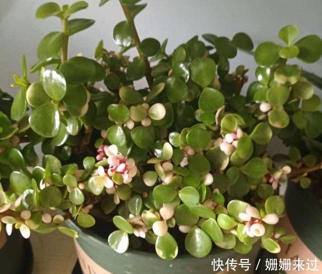 『虎皮兰』屋里单调就养花，放上这3种绿植立马变样，自己养一盆就知道