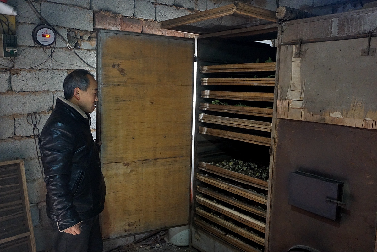  「远销」男子家门口种香菇17年：产品远销日本韩国 称挣钱看孙子