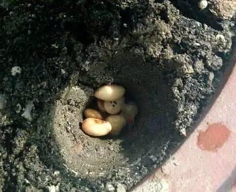  环境下@5种花“别乱晒”，晒了叶子容易打卷发黄，越晒越枯萎！