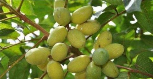 曾经农民大量种植，却因难以下咽卖不出去，如今无人种却卖高价！