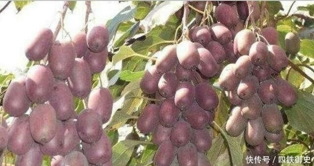  #一棵树#一棵树结不到100斤，果实比蜜甜，上市卖50仍抢手，果农