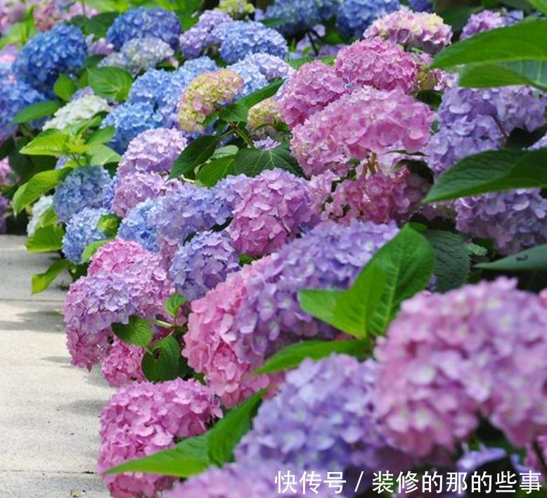 『三角梅』家有院子,一定要养“3种花”,开花大又香,开出一片花海!