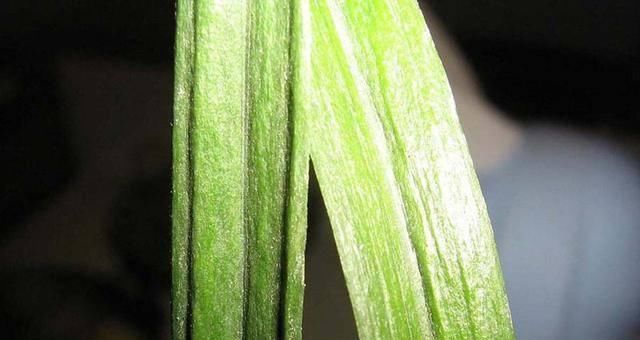  『兰花叶片』兰花皮草曾一盆要价8万，自然造物神奇，少赌为好