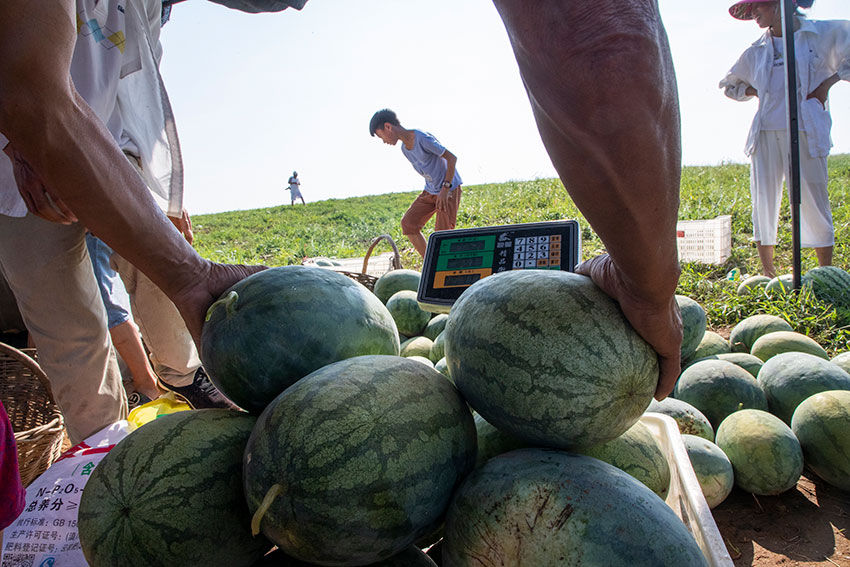 实拍七旬老汉湖边种西瓜，天天吃住瓜庵中，炎热中收获，苦中有乐
