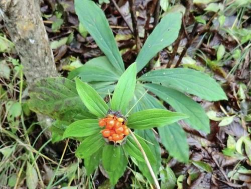 【杂草】别看1种植物像“杂草”,殊不知1斤卖“600元”,比金线莲值钱