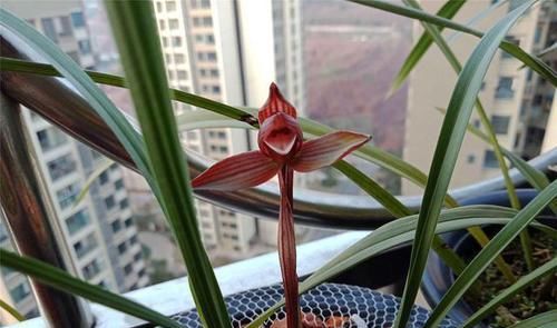  「醉红素兰花」它是春兰红素中的极品，红得透亮，诱惑迷人，美得让人沉醉