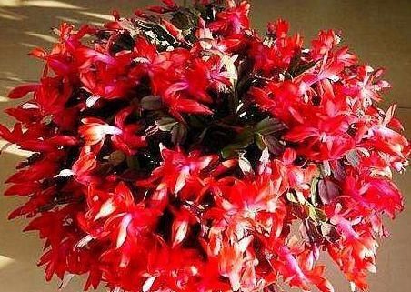  蟹爪兰：这“3种花”很耐旱，15天不浇水，反而开花多“上班狗”最爱养