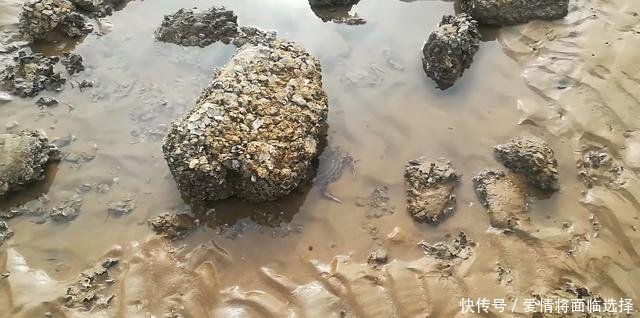 去赶海，发现只梭子蟹，刚走近就舞着蟹钳要夹人！