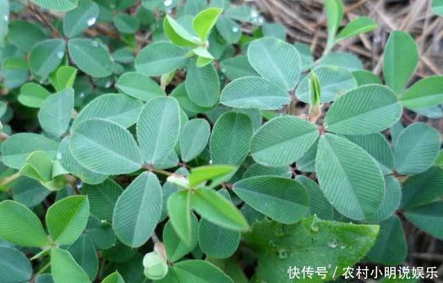 被农民忽略的鸡眼草，是一种珍贵的中药材，市面上一斤50遭疯抢