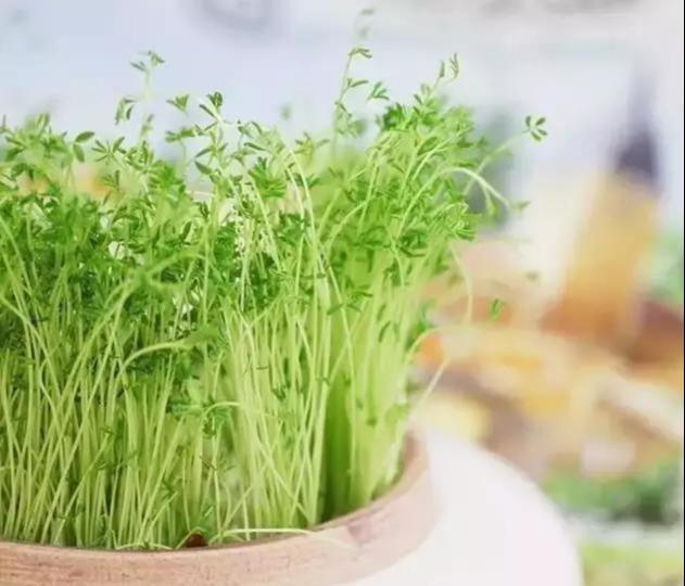  「雅致」播三五盆清新雅致的芽苗菜盆栽，靠自己的双手，尝尝春天的味道！