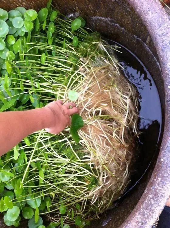  「得像」急性子就养铜钱草，俩月爆满整个家，多得像生物入侵