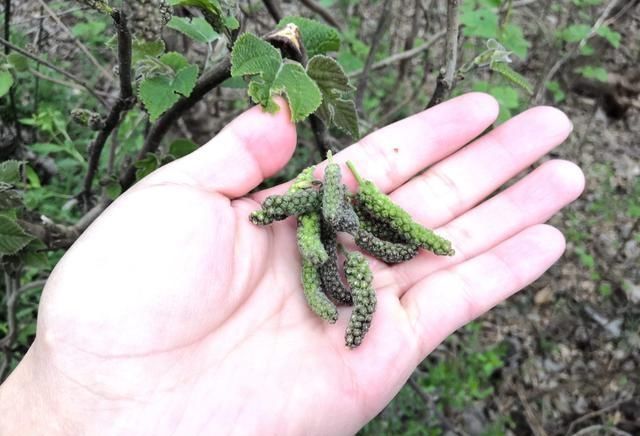  蒸菜■春天遇到这种野菜要多吃，比香椿肉多，比槐花好吃，错过等一年