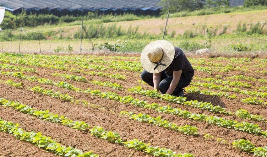  [补贴]在农村有地，为啥拿不到粮食补贴，这钱该归谁所有？