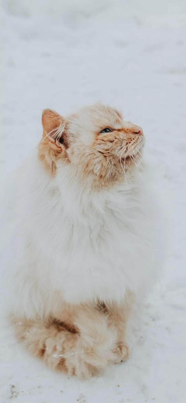  『星球』80张超可爱的猫咪壁纸丨我来自喵星球，来地球只是为了遇见你