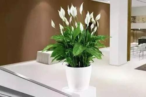  『越爆』这些花最讨厌太阳，越阴凉越爆盆，还能开满花