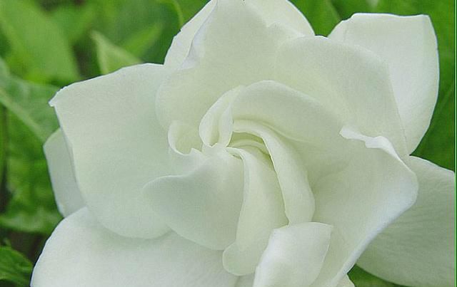  花期：君子兰、栀子花还分公母？不开花跟这个有关系吗？我们该怎么做？