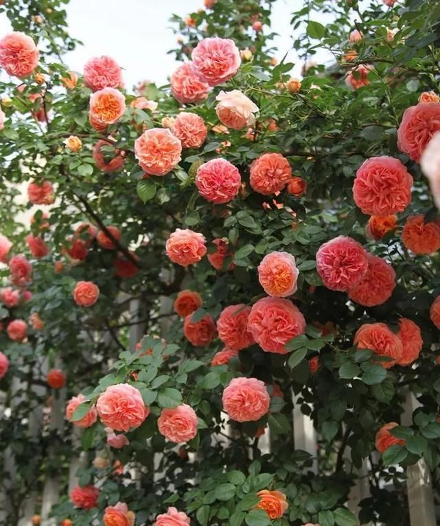  『花期』有院子,一定要养这“7种花”,花量大,花期长,好养又漂亮