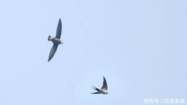 其他动物的活动