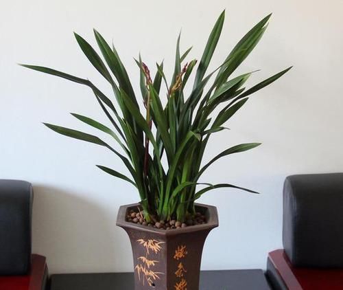  花芽分化期■兰花2年不开花？掐准时机“浇”磷酸二氢钾，花剑嗖嗖长满盆