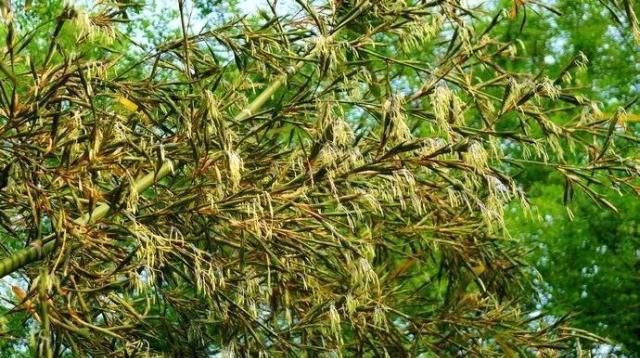  「竹子」老祖宗说“竹子开花，马上搬家”，竹子会开花？为何开