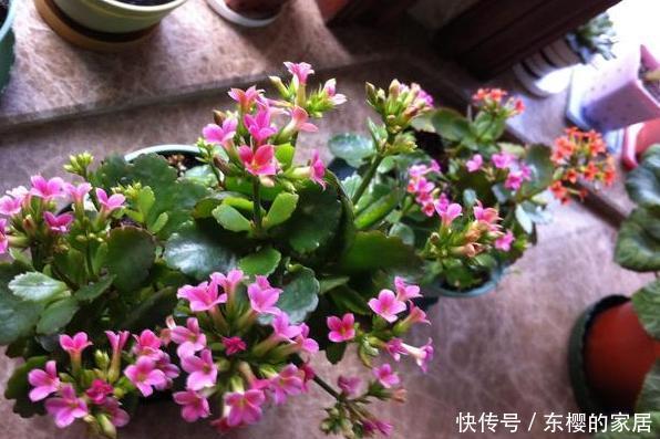  「只需要剪下」亲戚朋友家见到3种植物，剪些叶子带回家，插到土里就能活