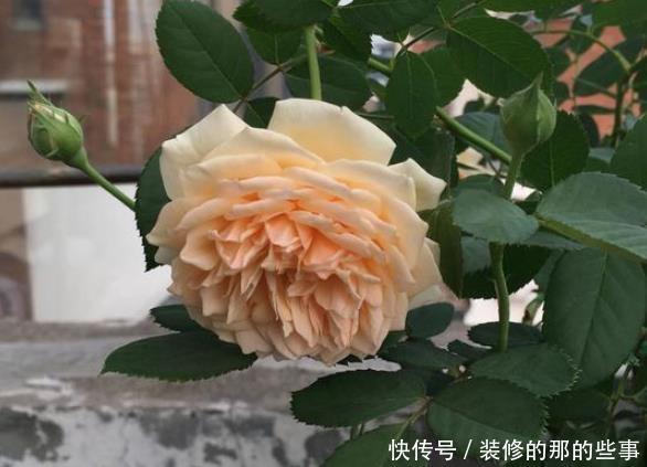 长春花■夏季养护的这些花草,开花不间断,真正开花机器,阳台秒变花园
