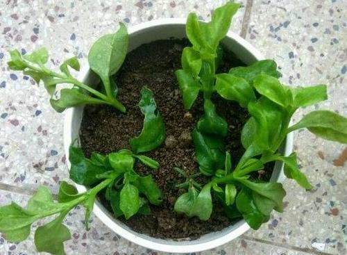 『栽养护』这种吊兰漂亮又好养,一年开花200天,还能当菜吃,清脆又爽口