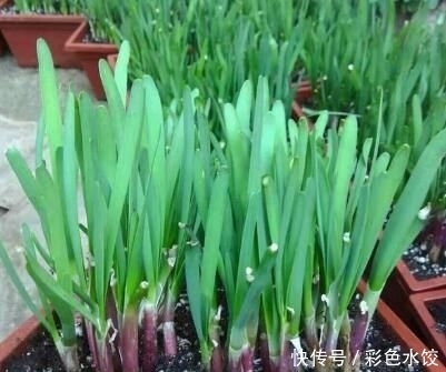 懒人■阳台种几盆懒人菜,长的特别快,天天轮流吃,买菜少出门