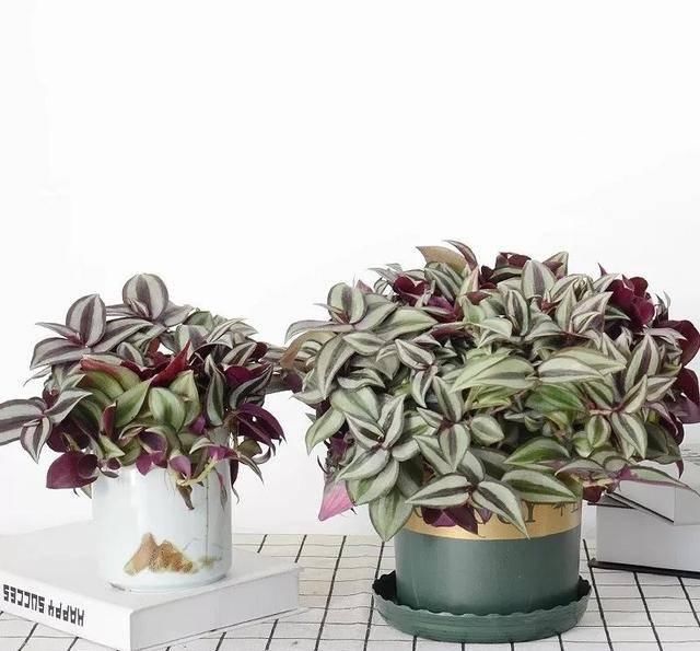  [植物]吊兰的植物美学：这几款美美的吊兰，你最爱哪一款？