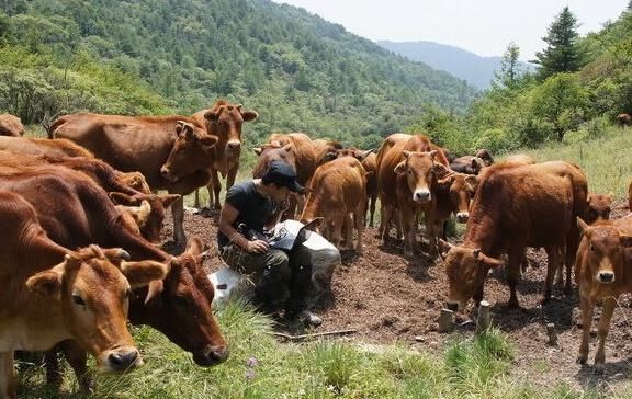  【明年】牛价上涨，肥牛15一斤，为何养殖户半喜半忧，直呼明年