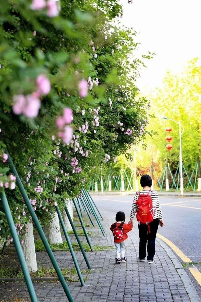  「打卡」蔷薇花开，待君归来|“云打卡”校园网红景点