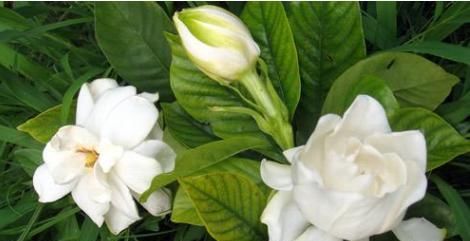  栀子花■栀子花马上要死翘翘了？给它来点“小东西”，起死回生，蹭蹭长