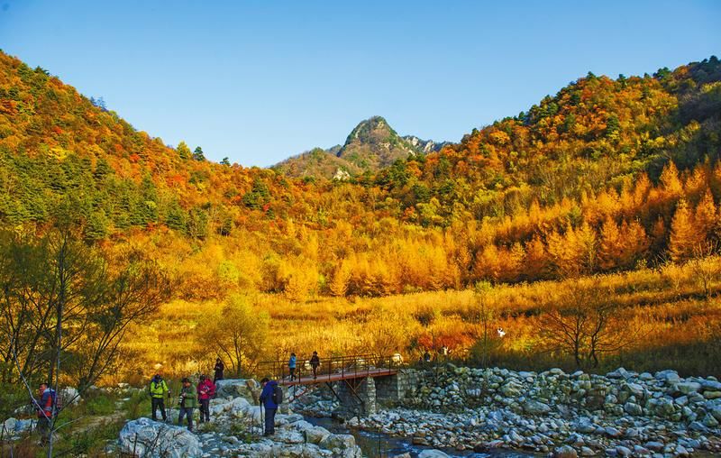 秦岭植物保护|一片叶，记录秦岭的色彩
