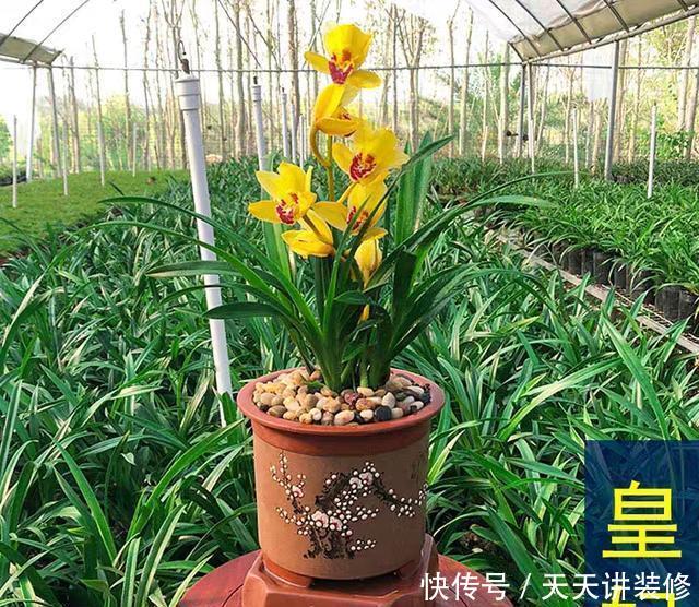  [花开]花开最亮眼的兰花，金光灿灿，香气浓郁，惹人喜爱的建兰皇妃